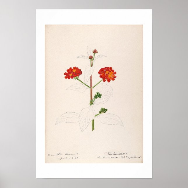 VINTAGE BOTANICAL WATERCOLOUR BY HELEN SHARP POSTER (Front)