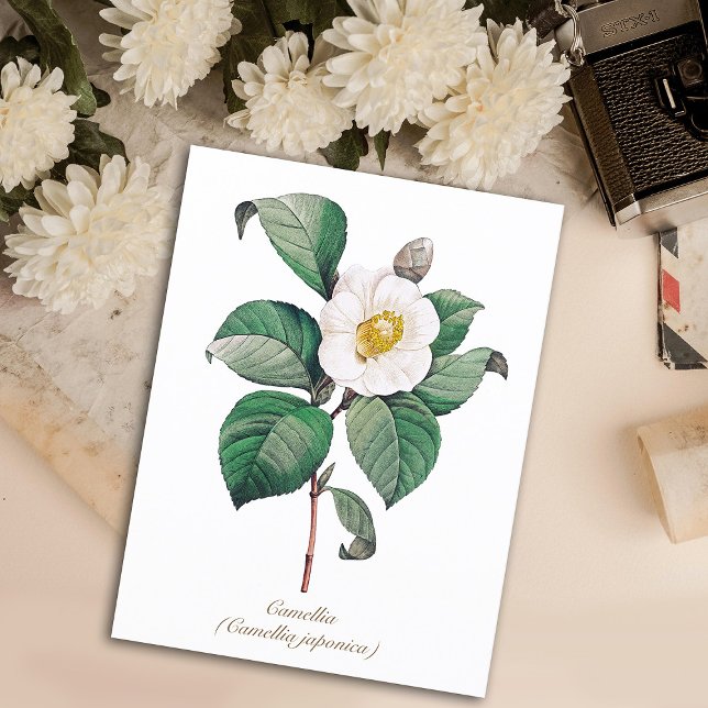 Vintage Botanical White Camellia Blossom Postcard (Creator Uploaded)