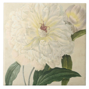Vintage Botanical White Peony Tile