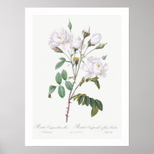 VINTAGE BOTANICAL WHITE ROSE ILLUSTRATION POSTER