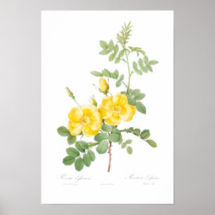 VINTAGE BOTANICAL YELLOW ROSE ILLUSTRATION  POSTER