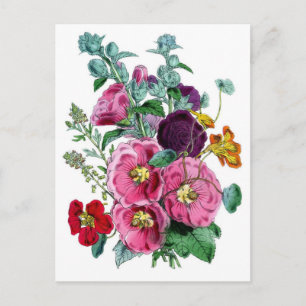 Vintage Botanicals Illustrations Hollyhocks Postcard