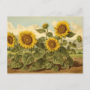 Vintage Botanicals Sunflower Garden Postcard
