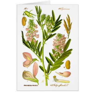 Vintage Botany Artwork