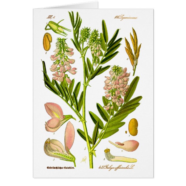 Vintage Botany Artwork (Front)