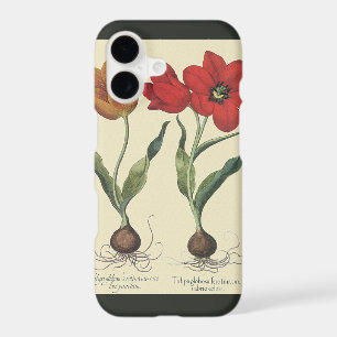 Vintage Botany, Blooming Tulip Flowers and Bulbs