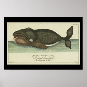 Vintage Bowhead Greenland Whale Print