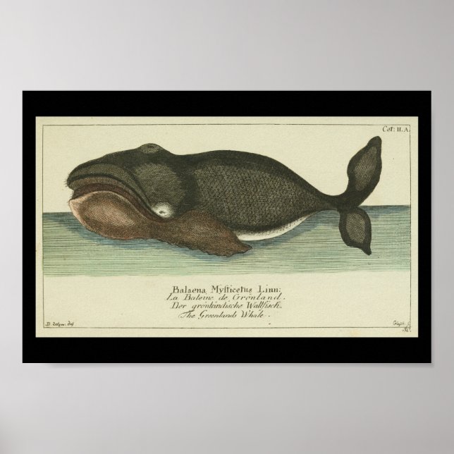 Vintage Bowhead Greenland Whale Print (Front)