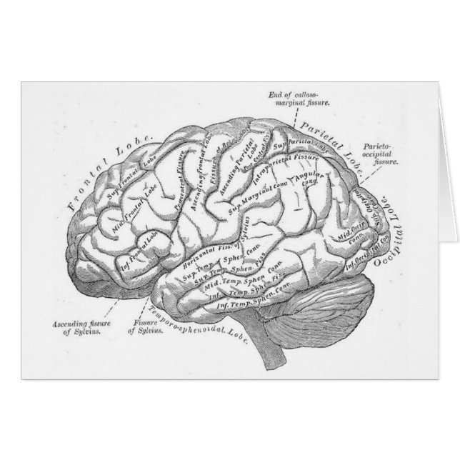 Vintage Brain Anatomy (Front Horizontal)
