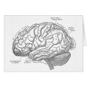 Vintage Brain Anatomy