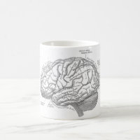 Vintage Brain Anatomy