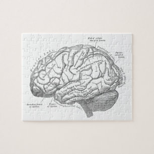 Vintage Brain Anatomy Jigsaw Puzzle