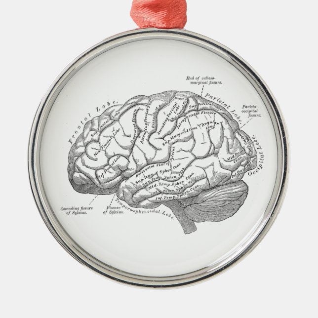 Vintage Brain Anatomy Metal Ornament (Front)