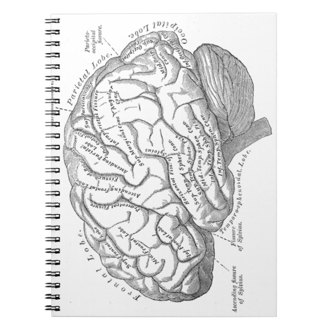 Vintage Brain Anatomy Notebook (Front)