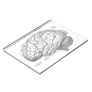 Vintage Brain Anatomy Notebook