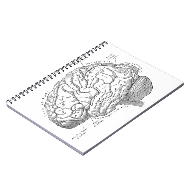 Vintage Brain Anatomy Notebook (Left Side)