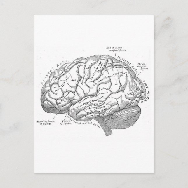 Vintage Brain Anatomy Postcard (Front)