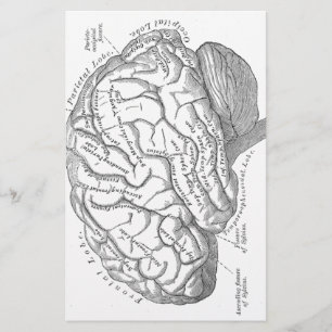 Vintage Brain Anatomy Stationery