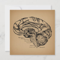 Vintage Brain Diagram Antique Medical Anatomy Art