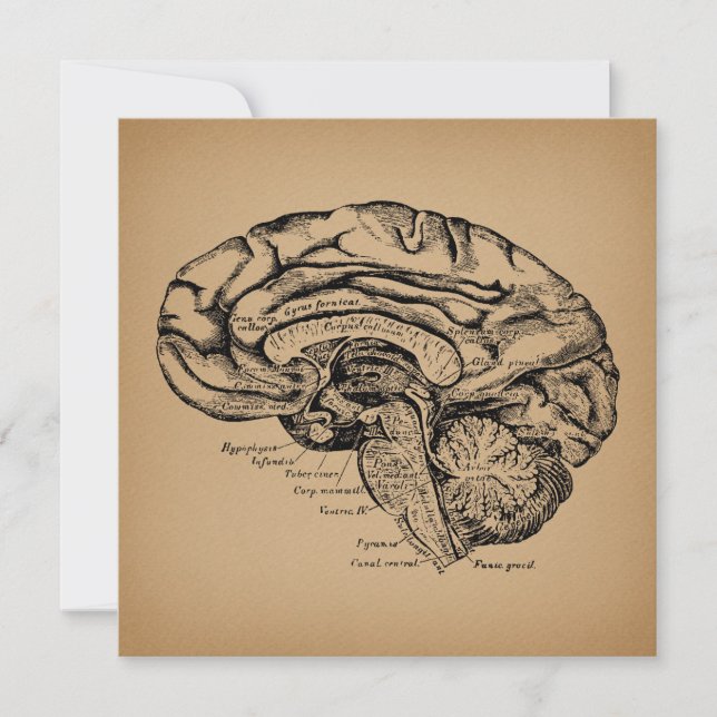 Vintage Brain Diagram Antique Medical Anatomy Art Card (Front)