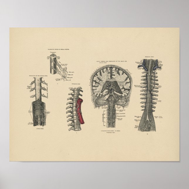 Vintage Brain Spinal Anatomy 1880 Print (Front)