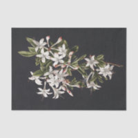 Vintage Branch of White Azaleas in Bloom