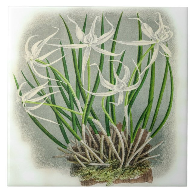 Vintage Brassavola Cuculatta Orchid Flower Ceramic Tile (Front)