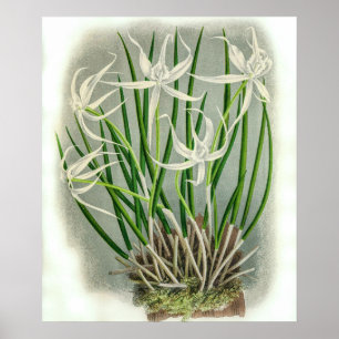 Vintage Brassavola Cuculatta Orchid Flower Poster