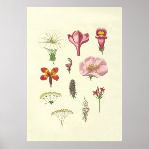 Vintage British Floral Poster