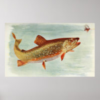 Vintage Brook Trout Illustration (1914)