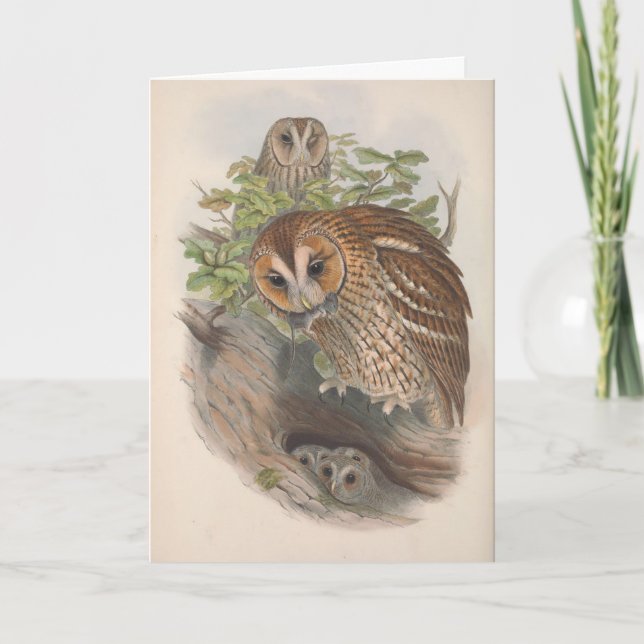 Vintage Brown Owl Bird Blank Note Card (Front)