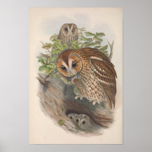 Vintage Brown Owl Bird Poster