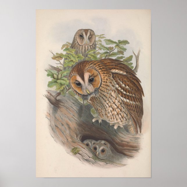 Vintage Brown Owl Bird Poster (Front)