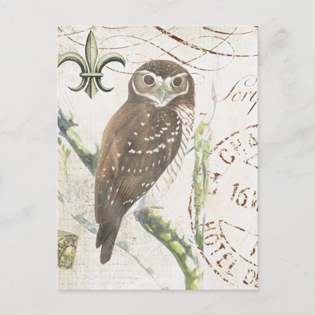 Vintage brown owl postcard (Front)