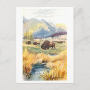 Vintage Buffaloes at Banff, Canadian Rockies Postcard