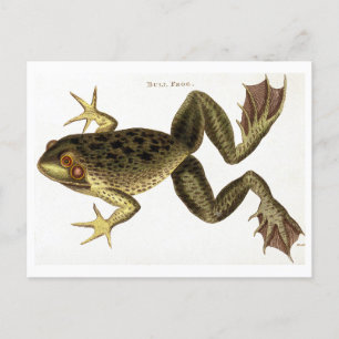 Vintage Bull Frog Illustration Postcard