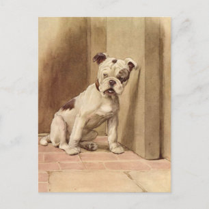 Vintage Bulldog Puppy Illustration Postcard