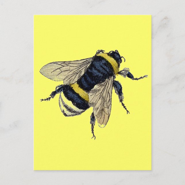 Vintage Bumble Bee Postcard (Front)
