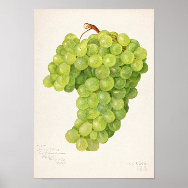 Vintage Bunch of Green Grapes Fruit Painting Poster (Front)