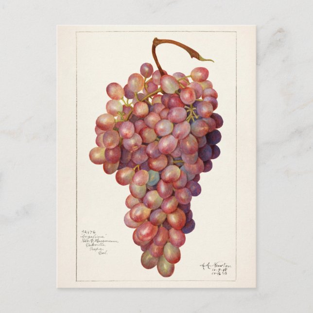 Vintage Bunch of Red Grapes Fruit Painting Postcard (Front)