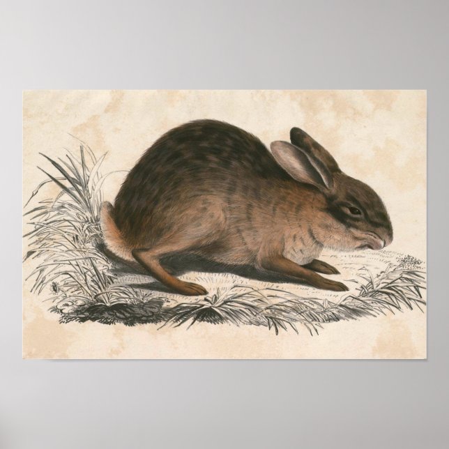 Vintage Bunny Poster Print (Front)