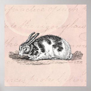 Vintage Bunny Rabbit Illustration - 1800's Rabbit Poster