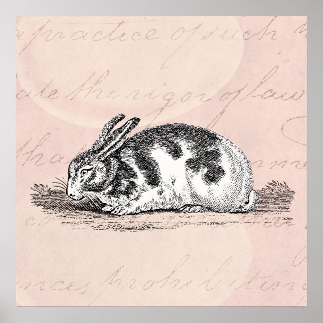Vintage Bunny Rabbit Illustration - 1800's Rabbits Poster (Front)