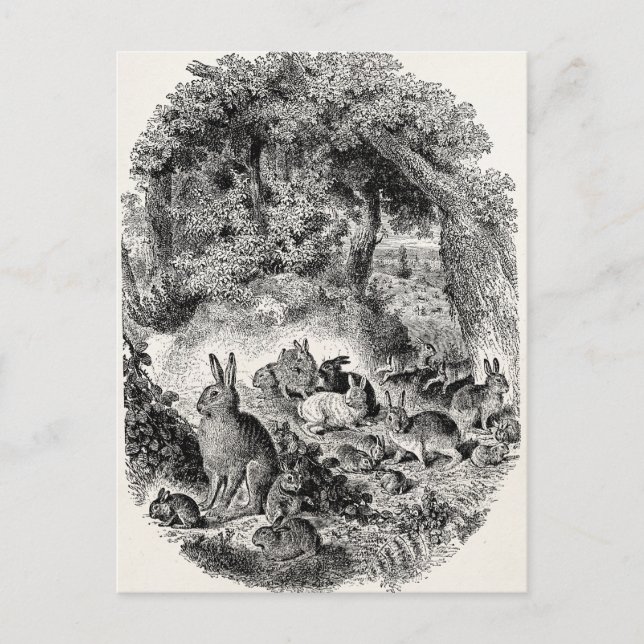 Vintage Bunny Rabbits 1800s Bunnies Rabbit Postcard (Front)