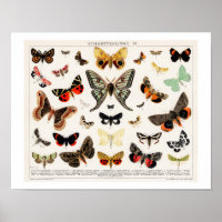 VINTAGE BUTTERFLIES AND MOTHS LITHOGRAPH POSTER
