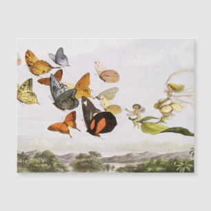 Vintage Butterflies & Fairy Old Illustration Art