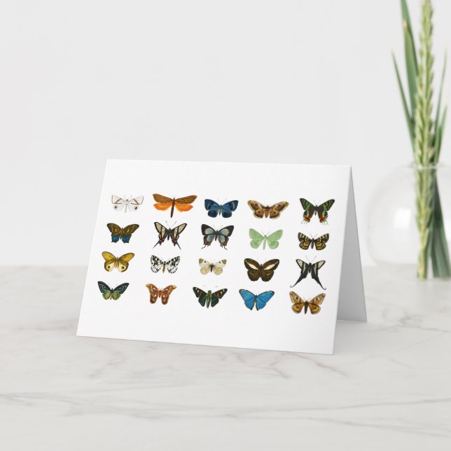 Vintage Butterflies Illustration Art Card (Front)
