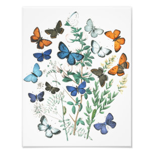 Vintage Butterflies Illustration Photo Print