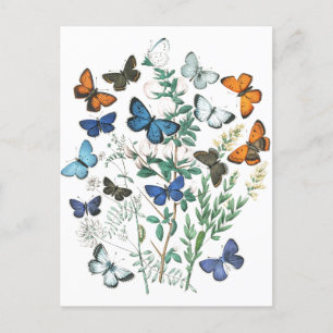 Vintage Butterflies Illustration Postcard