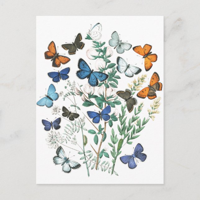 Vintage Butterflies Illustration Postcard (Front)